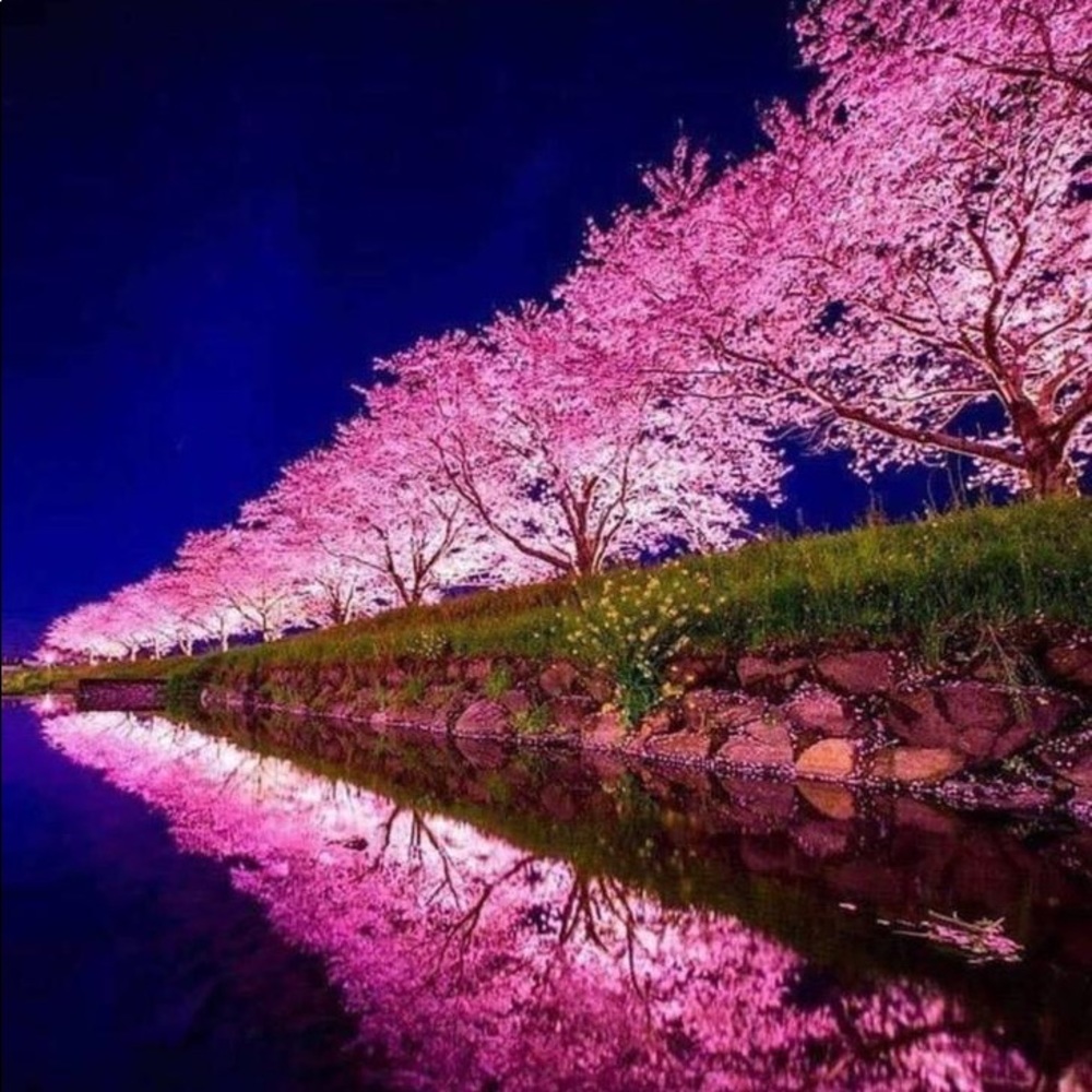 Meet your Posher, Fahima